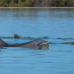 Hilton Head: Sunset Dolphin Cruise with Scenic Views - An In-Depth Look at the Sunset Dolphin Cruise