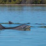 Hilton Head Vanishing Island & Beachcombing Cruise - The Sum Up