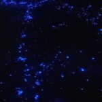 Holbox Guided Bioluminescence Tour with pick up - What Past Travelers Say