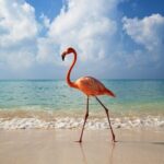 Holbox Island and Cenote Full Day Tour - Practical Considerations