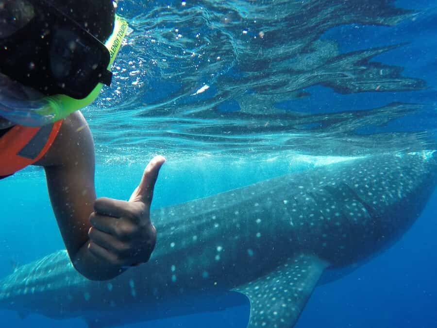 Holbox Island: Swim with Whale Sharks, All-Inclusive - What Makes This Tour Stand Out?