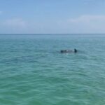 Holbox: Islas Pajaros, Yalahau & Isla de la Pasión with pick up - Analyzing the Value