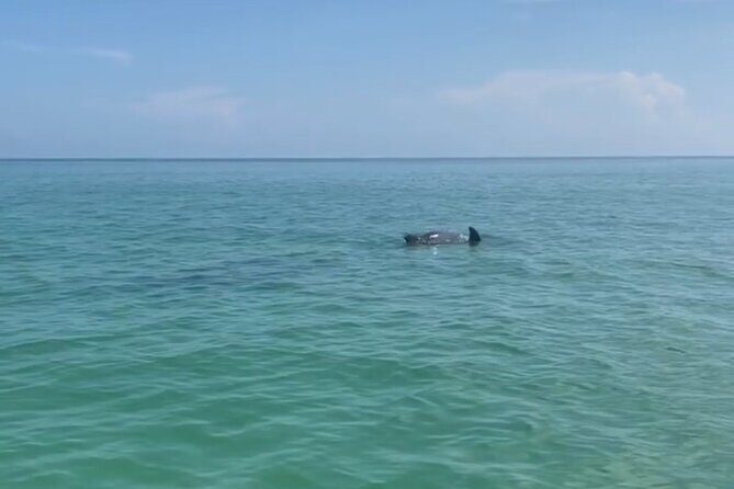 Holbox: Islas Pajaros, Yalahau & Isla de la Pasión with pick up - Analyzing the Value