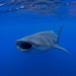 Holbox: Search and swim tour with the world's biggest fish. - What We Love About This Tour