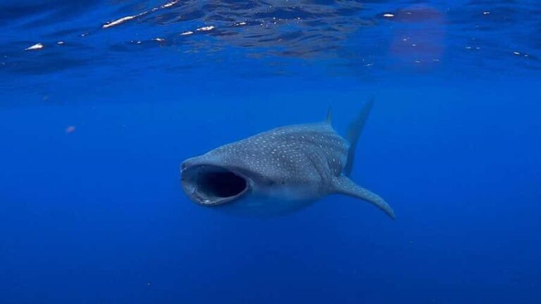 Holbox: Search and swim tour with the world's biggest fish. - What We Love About This Tour