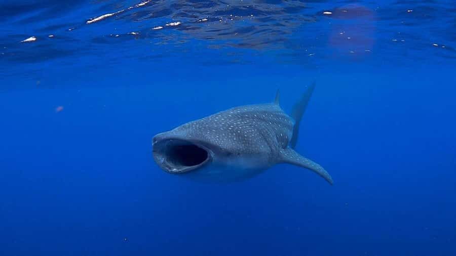 Holbox: Search and swim tour with the world's biggest fish. - What We Love About This Tour