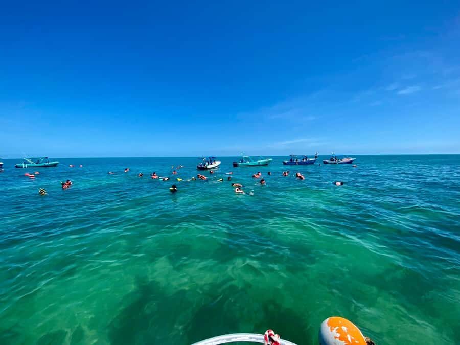 Holbox: Whale Shark and Catoche Island Tour with Snorkeling - What Makes This Tour Stand Out?