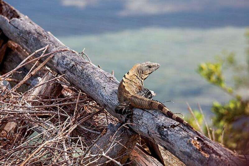 Holbox: Yalahau, Passion Island and Punta Mosquito Boat Tour - The Itinerary Breakdown