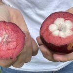 Honalo: Exotic Fruit Tasting Tour - What We Love and What to Consider