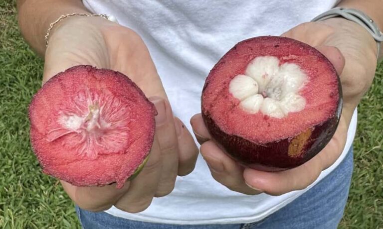 Honalo: Exotic Fruit Tasting Tour - What We Love and What to Consider