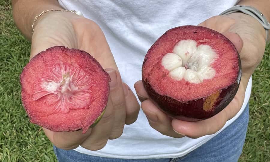 Honalo: Exotic Fruit Tasting Tour - What We Love and What to Consider