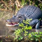 Honey Island Swamp and Bayou Boat Tour with Transportation - What Travelers Love About the Experience