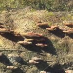 Honey Island Swamp Kayak Tour - The Itinerary: What to Expect