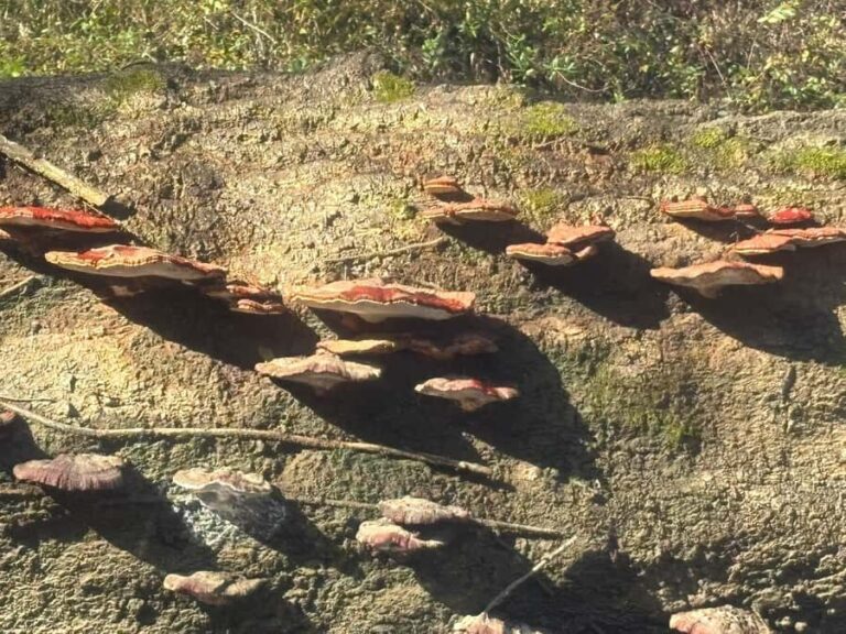 Honey Island Swamp Kayak Tour - The Itinerary: What to Expect