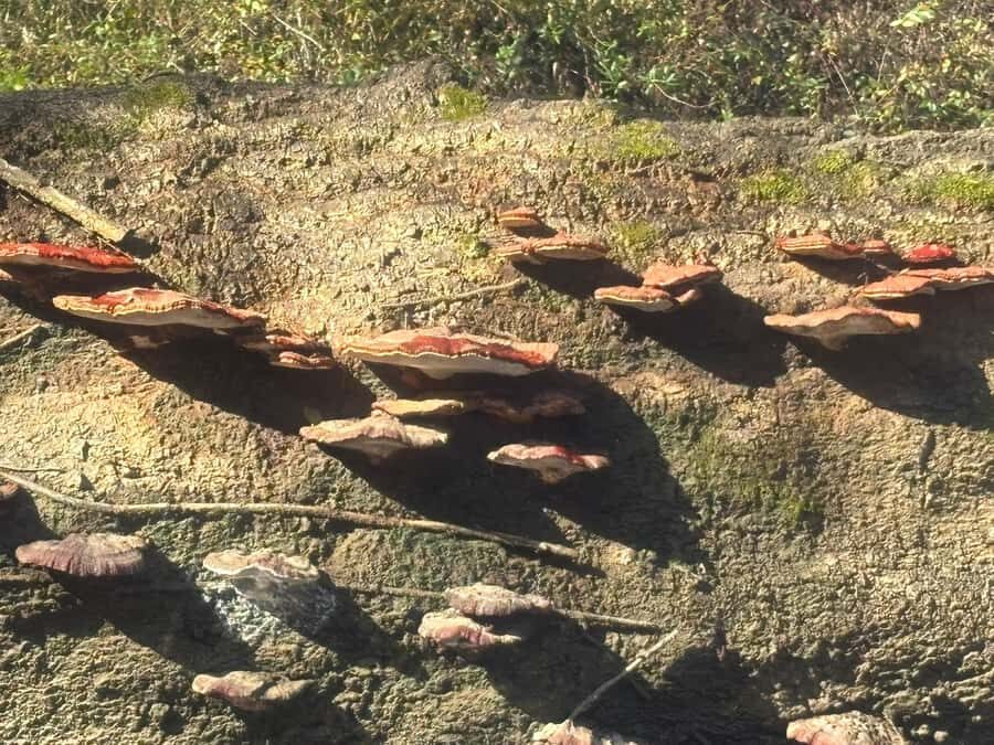 Honey Island Swamp Kayak Tour - The Itinerary: What to Expect