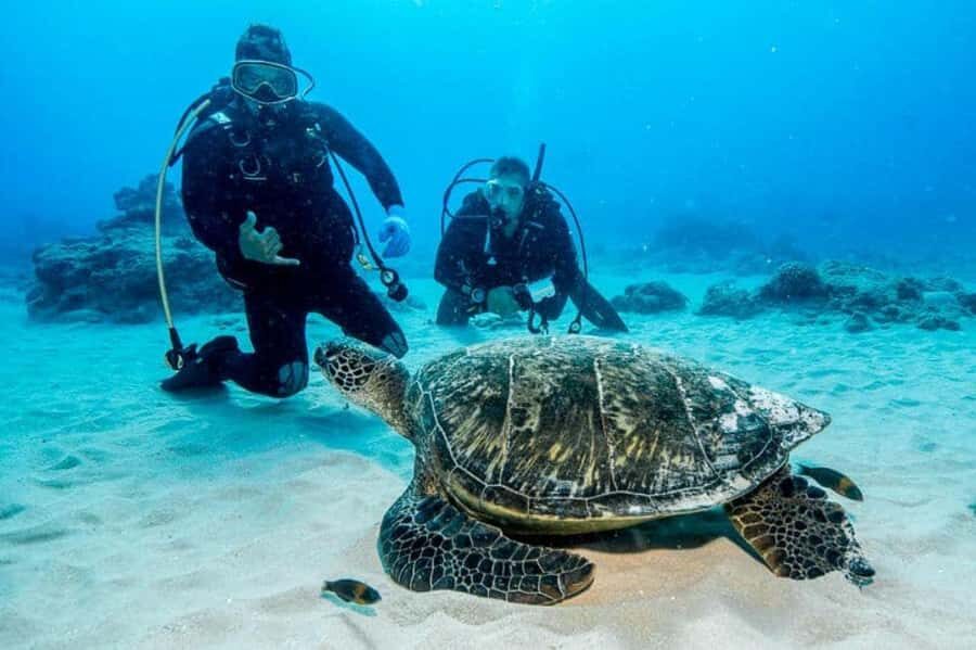 Honolulu: Discover Scuba Diving Experience with Gear - The Equipment and Training