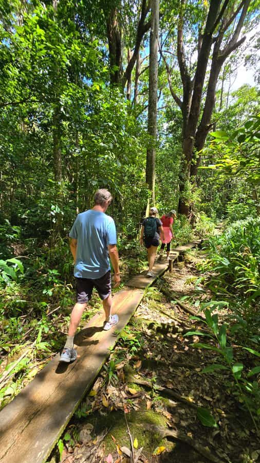Honolulu: Hawaiian Volcanic Rainforest Hike - What to Expect on the Trail