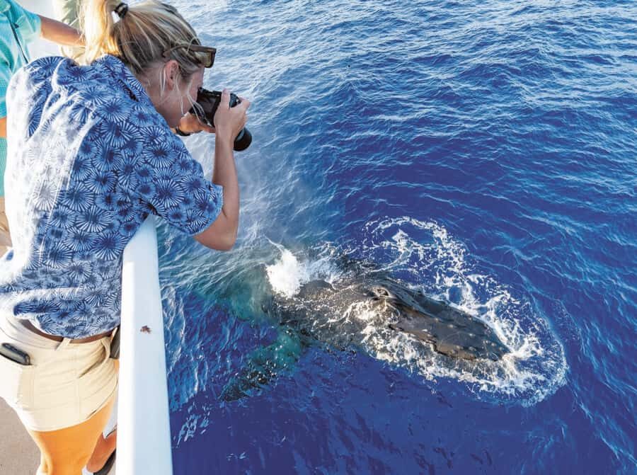Honolulu: Oahu Whale Watching Boat Tour - Who Will Love This Tour?