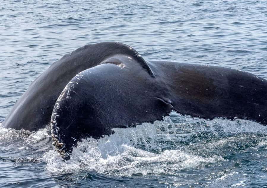 Honolulu: Small-Group Whale Watching Raft Adventure - Final Thoughts