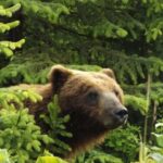 Hoonah: Chichagof Island Brown Bear Search - Transportation and Logistics