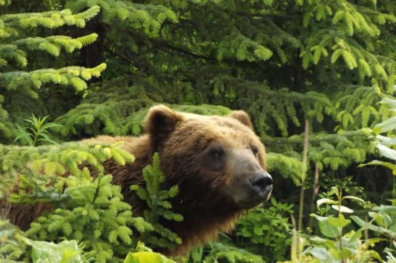 Hoonah: Chichagof Island Brown Bear Search - Transportation and Logistics