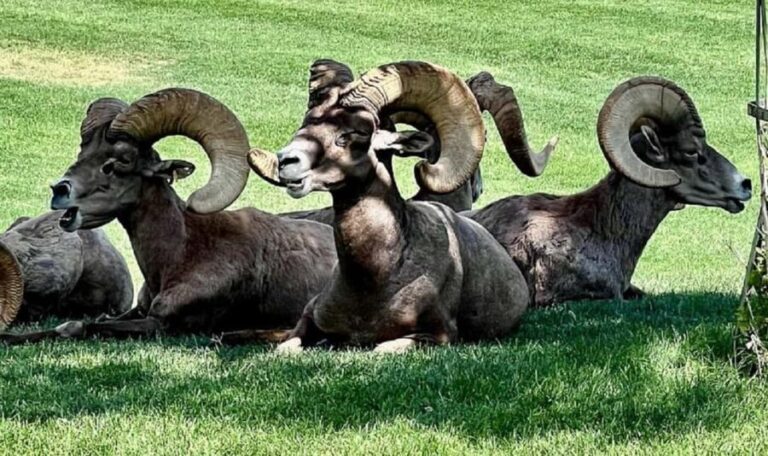 Hoover Dam,7 Magic Mountains VIP Experience Small Group Tour - Discovering the Full Experience: A Deep Dive into the Tour