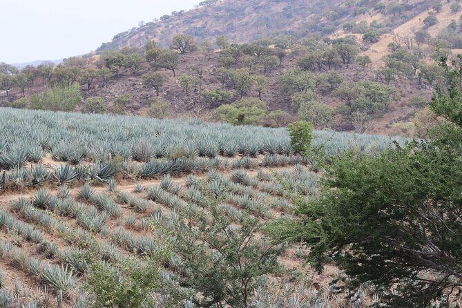 Horseback Riding among Agaves and Food: Experience the Morning in Amatitan - Who Will Love This Tour?