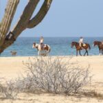 Horseback Riding Tour in Cabo San Lucas - Authentic Experiences and Authenticity