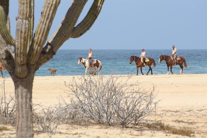 Horseback Riding Tour in Cabo San Lucas - Authentic Experiences and Authenticity