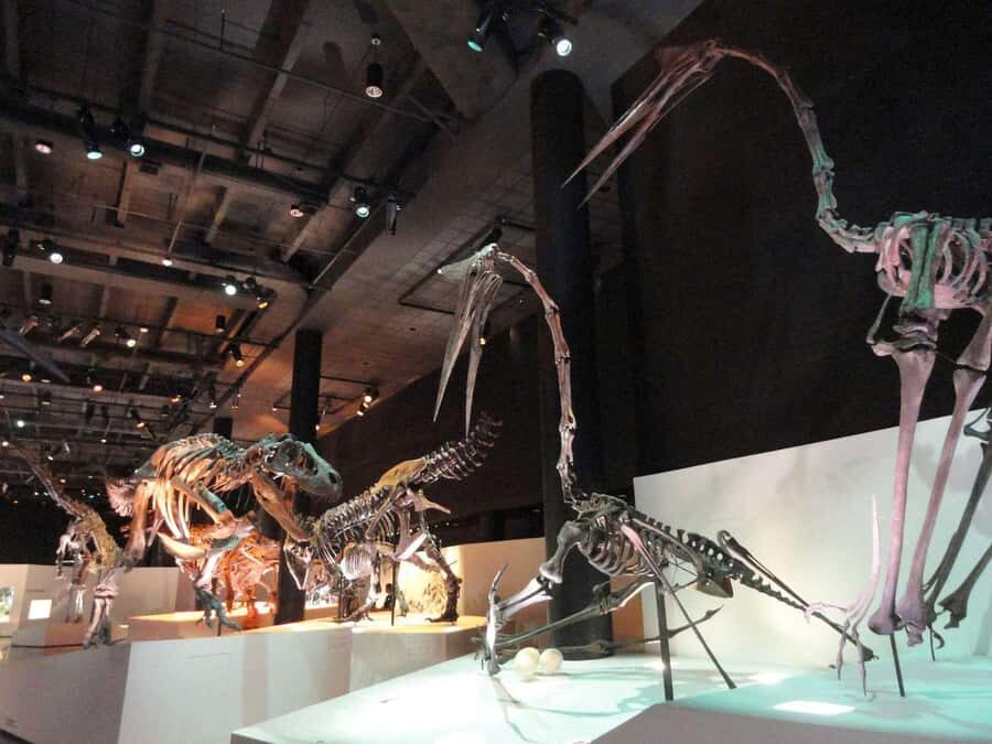 Houston: Museum of Natural Science Entry & Digital Tour - Who Should Consider This Tour?
