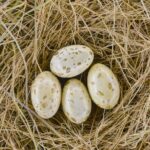 Houston Museum of Natural Science Private Tour with Tickets - Who Will Benefit Most?