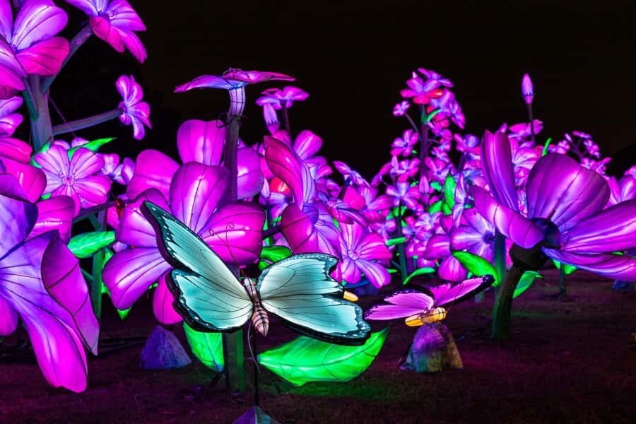 Houston: Radiant Nature Winter Light Show Tickets - Interactive and Family-Friendly Elements