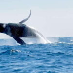 Huatulco: Awakening with Stars Dolphins Boat Cruise - A Detailed Breakdown of the Tour