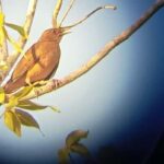 Huatulco: Birdwatching and searching in Huatulco - The Itinerary