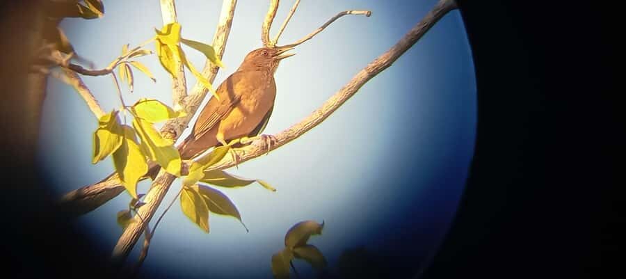 Huatulco: Birdwatching and searching in Huatulco - The Itinerary