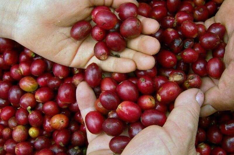 Huatulco: Local Coffee Tasting and Cultural Experience - The Itinerary in Detail