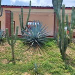 Huatulco: Private Mezcal Factory Experience - Why This Tour Will Delight You