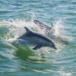 Huatulco: Sunrise Dolphin Watching with Beach Visit - The Magic of Sunrise at Sea