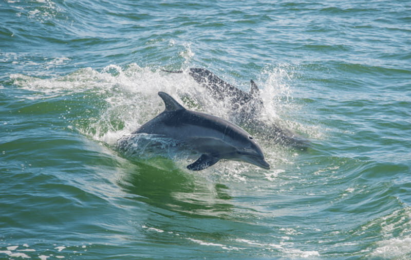 Huatulco: Sunrise Dolphin Watching with Beach Visit - The Magic of Sunrise at Sea