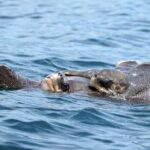 Huatulco Whale & Dolphin Adventures - The Value of the Experience