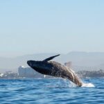 Humpback Whale Tour, 4 Hours with Food and Outdoor Bar - Final Words: Who Will Love This Tour?