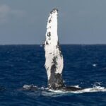 Humpback Whale Watch Tour - The Voyage Begins at Honokohau Harbor