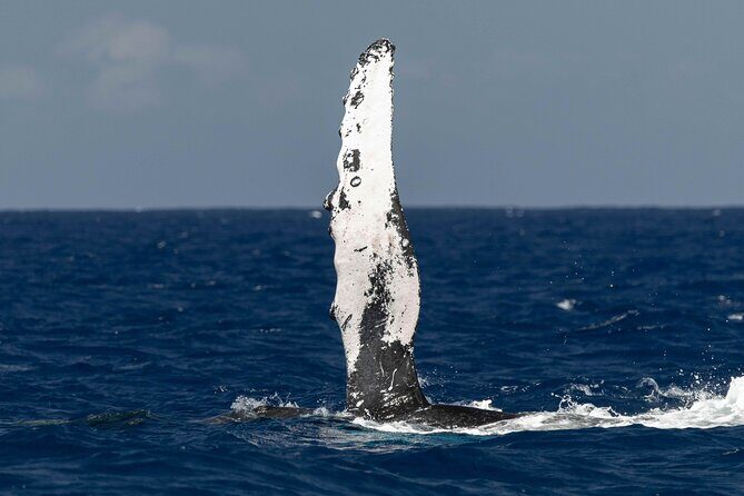 Humpback Whale Watch Tour - The Voyage Begins at Honokohau Harbor
