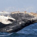 Humpback Whale Watching and Cabo San Lucas Arch Tour - What’s Included and What’s Not