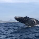 Humpback Whale Watching Private Tour - Who Is This Tour Best For?
