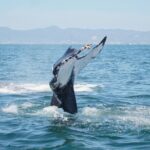 Humpback whale watching south of Puerto Vallarta - Pricing and Value