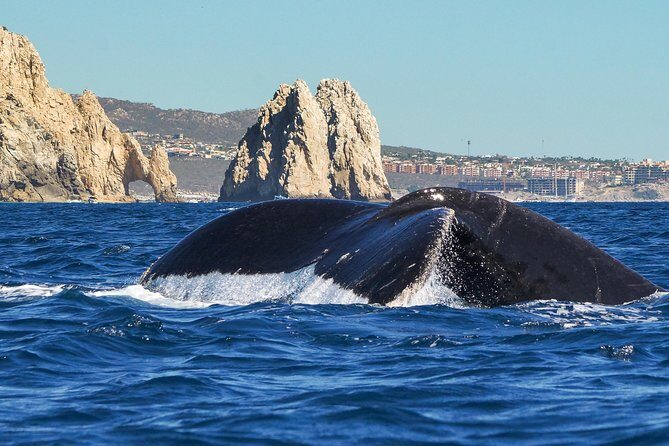 Humpback Whales in Cabo San Lucas - Authentic Encounters and What Travelers Say