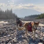 Husky Hike and Forest Adventure - Final Thoughts: Is It Worth It?