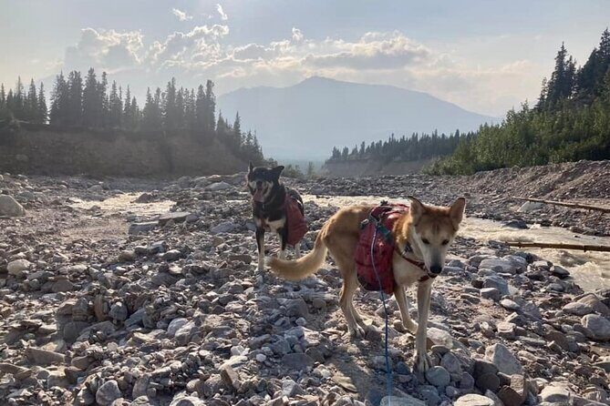 Husky Hike and Forest Adventure - Final Thoughts: Is It Worth It?