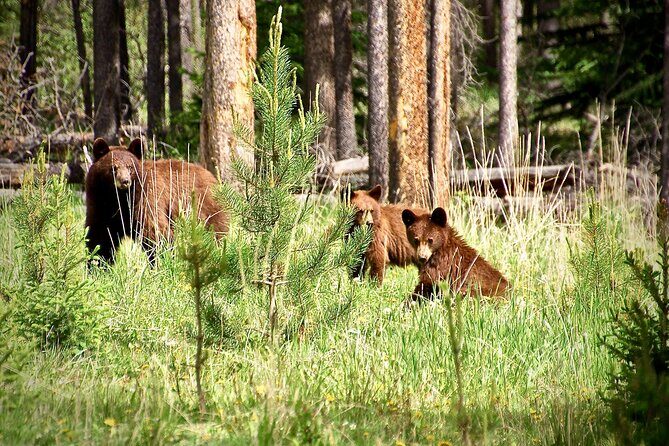 Icefields Parkway Highlights & Secrets | Award-Winning Adventure - What Some Travelers Appreciate (And Some Caveats)